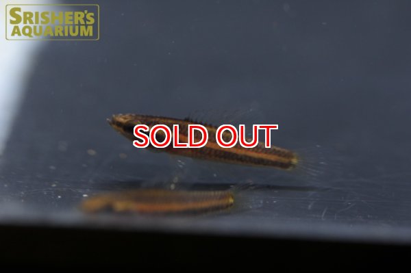 画像3: パロスフロメヌス　オルナティカウダ (3)