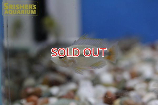 画像3: アピストグラマ エリスルラ（リオマモレ） (ブリード)  (3)