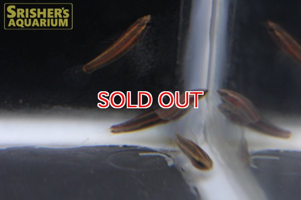 画像4: パロスフロメヌス　オルナティカウダ (4)