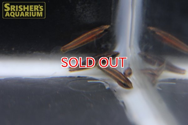 画像5: パロスフロメヌス　オルナティカウダ (5)