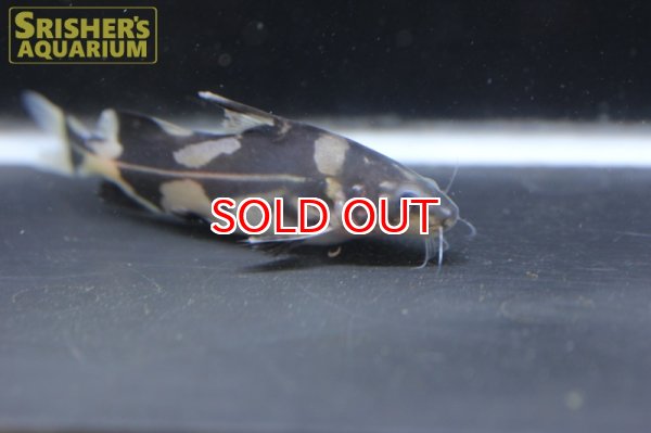 画像2: マーブルランサー (2)