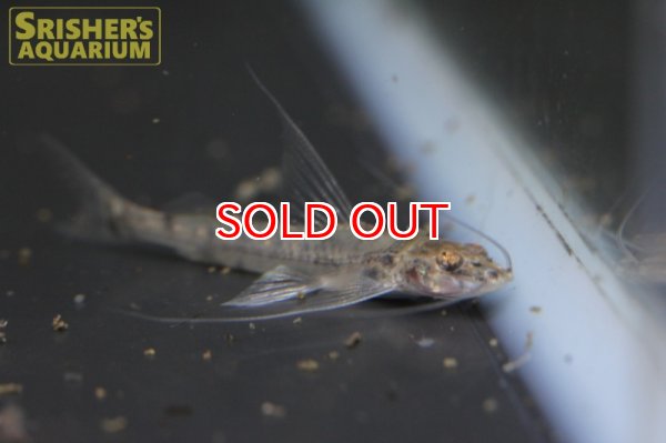 画像4: クリスタルアンテナインパルフィニス (4)