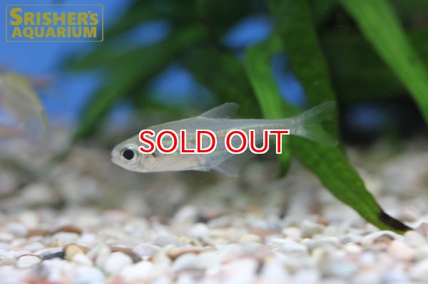 画像4: ヘテロカラックス　ヴィルグラタス (4)