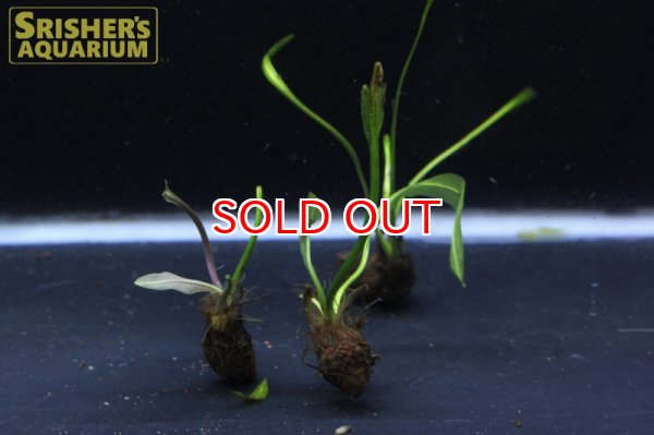 画像2: 水草 アポノゲトン ヘンケリアヌス 葉付き球根　 (2)