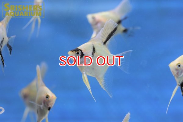 画像4: ゴールデンマーブルエンゼル（ＳＭ） (4)