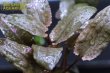 画像3: 水草 クリプトコリネ　フラミンゴ　ＡＬ（１ポット） (3)