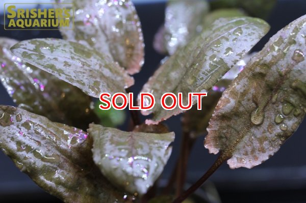 画像3: 水草 クリプトコリネ　フラミンゴ　ＡＬ（１ポット） (3)