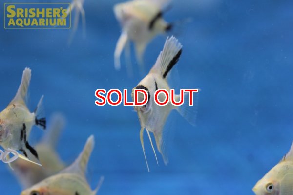 画像3: ゴールデンマーブルエンゼル（ＳＭ） (3)