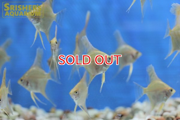 画像2: ゴールデンエンゼル (2)