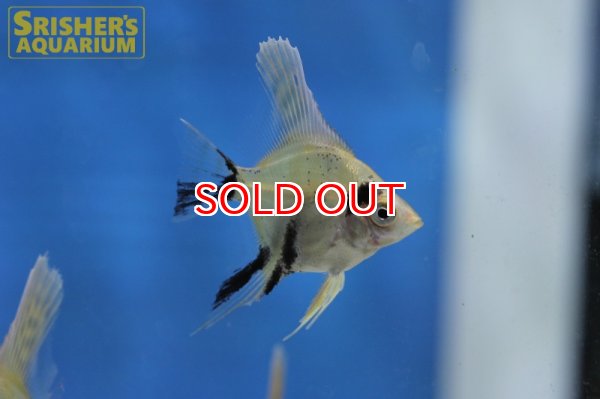 画像2: ゴールデンマーブルエンゼル（ＳＭ） (2)