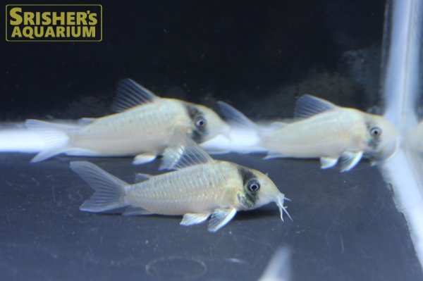 画像2: コリドラス　シクリ (2)