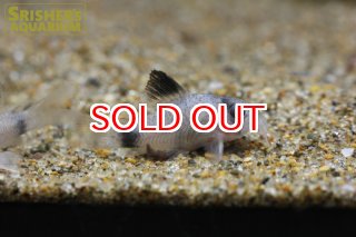 コリドラスの仲間 - Corydoras-｜スリッシャーズ アクアリウム