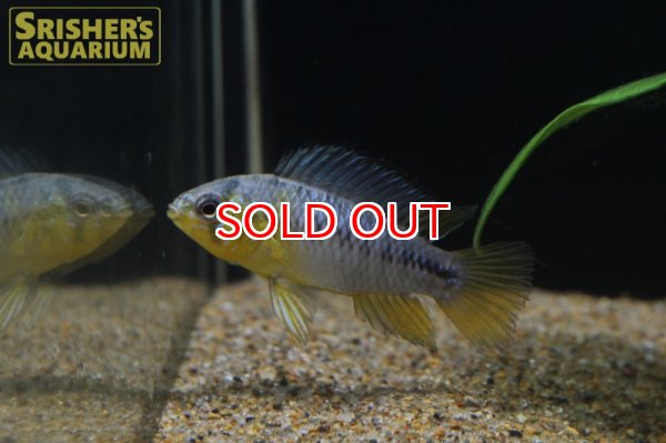 画像2: アピストグラマ ボレリー パンタナル (ブリード) (ペア) (2)