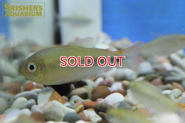 画像2: アプリコットテトラ ”アマヤ” (2)