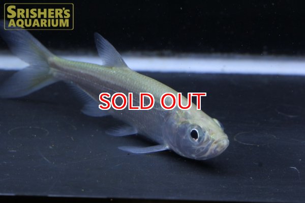 画像2: アトランティックターポン (2)