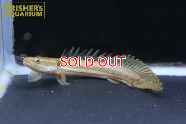 画像3: ポリプテルス　ビキールビキール（ブリード）n-2※小い方 (3)