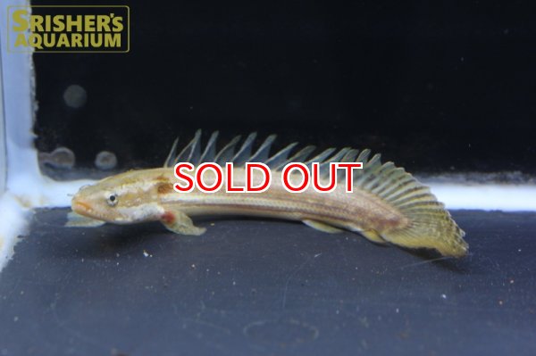 画像4: ポリプテルス　ビキールビキール（ブリード）n-2※小い方 (4)