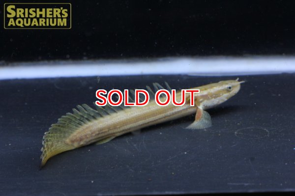 画像2: ポリプテルス　ビキールビキール（ブリード）n-2※小い方 (2)