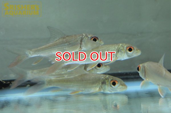 画像3: カンボジアタイガーバルブ (3)