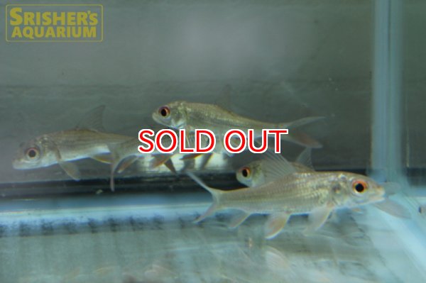 画像4: カンボジアタイガーバルブ (4)