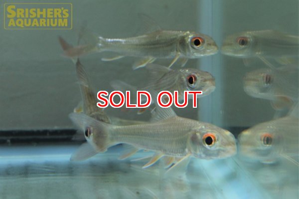 画像2: カンボジアタイガーバルブ (2)