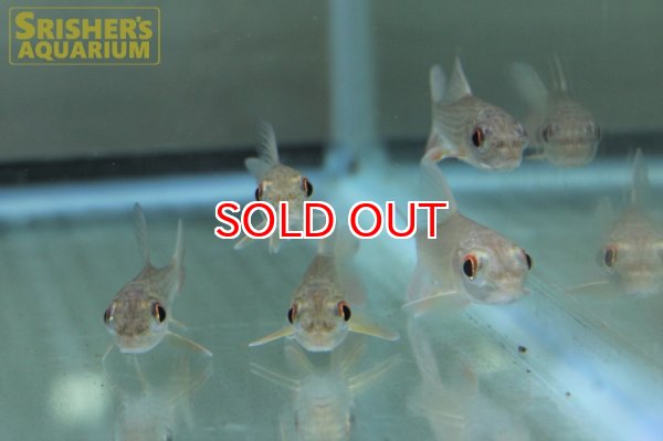 画像5: カンボジアタイガーバルブ (5)