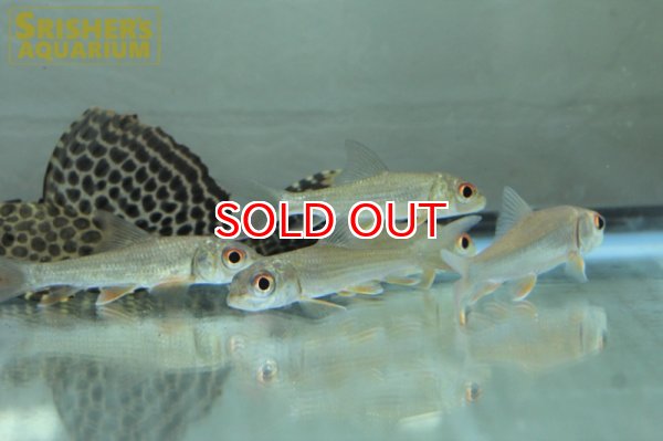 画像6: カンボジアタイガーバルブ (6)