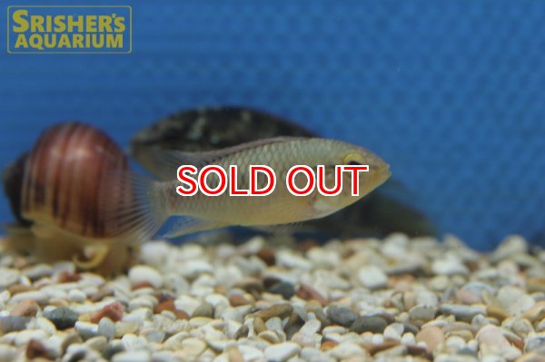 画像3: アピストグラマ  マクマステリー WILD（ペア）n-2 (3)