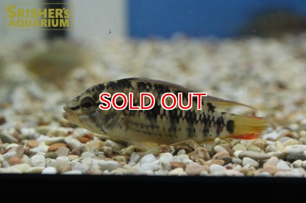 画像2: アピストグラマ  マクマステリー WILD（ペア）n-2 (2)