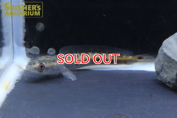 画像3: マルリウススネークヘッド（インド） (3)