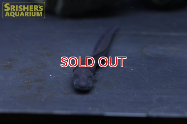 画像6: デンキウナギ（電気ウナギ） (6)