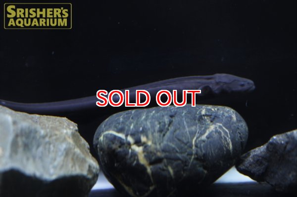 画像2: デンキウナギ（電気ウナギ） (2)