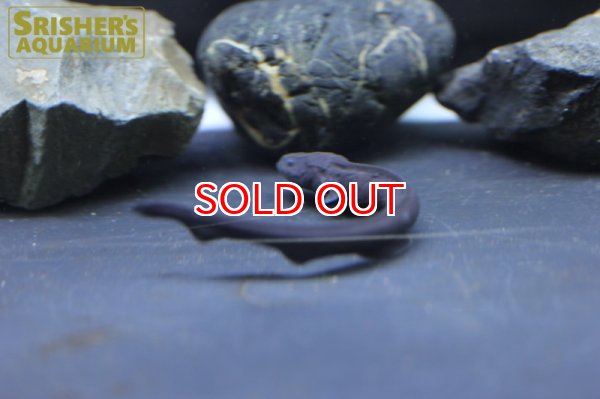 画像3: デンキウナギ（電気ウナギ） (3)