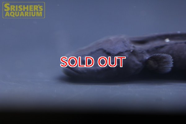 画像8: デンキウナギ（電気ウナギ） (8)