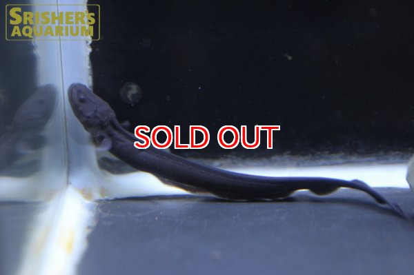 画像4: デンキウナギ（電気ウナギ） (4)