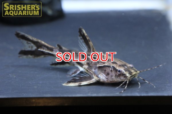 画像2: アナドラス　グリプス (2)