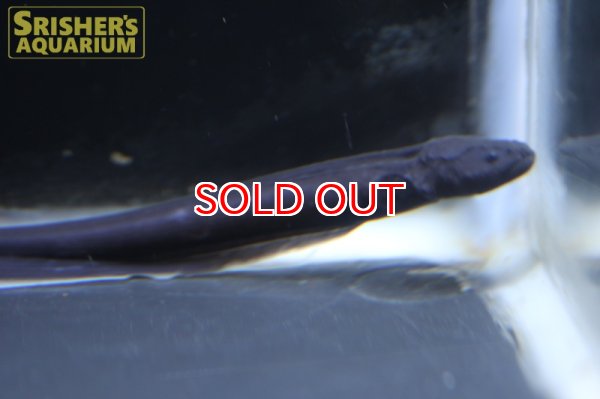 画像5: デンキウナギ（電気ウナギ） (5)