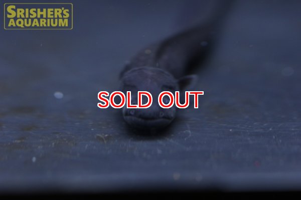 画像7: デンキウナギ（電気ウナギ） (7)