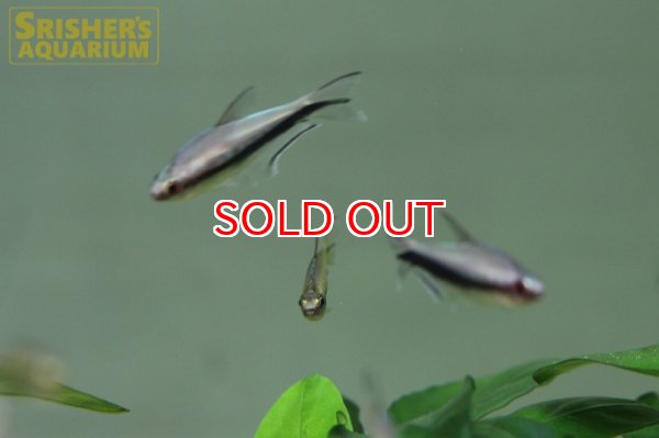 画像5: レインボーテトラ WILD (5)