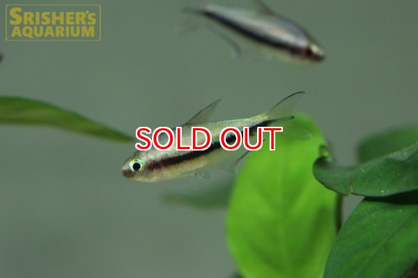 画像2: レインボーテトラ WILD (2)