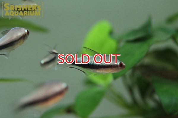 画像4: レインボーテトラ WILD (4)