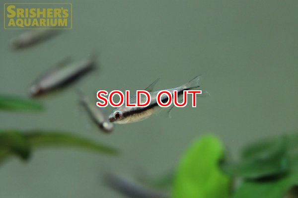 画像6: レインボーテトラ WILD (6)