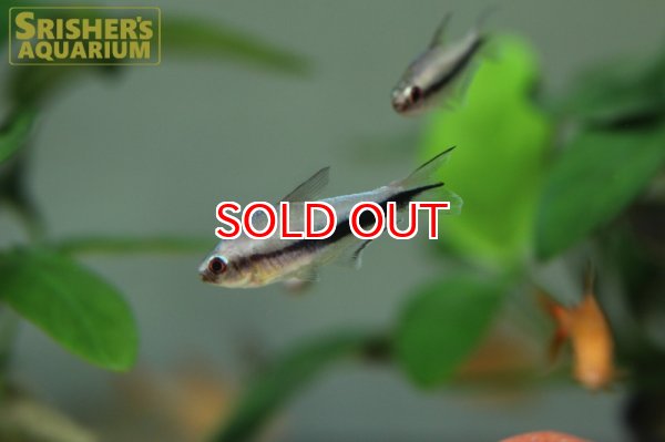 画像3: レインボーテトラ WILD (3)