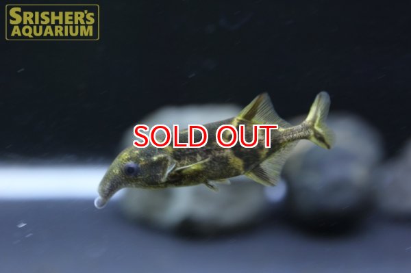 画像2: ダブルトランクエレファントノーズ (2)