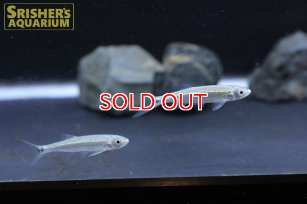 画像2: アフリカンカッパーノーズ (2)