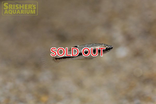 画像3: モスキートフィッシュ（ペア） (3)