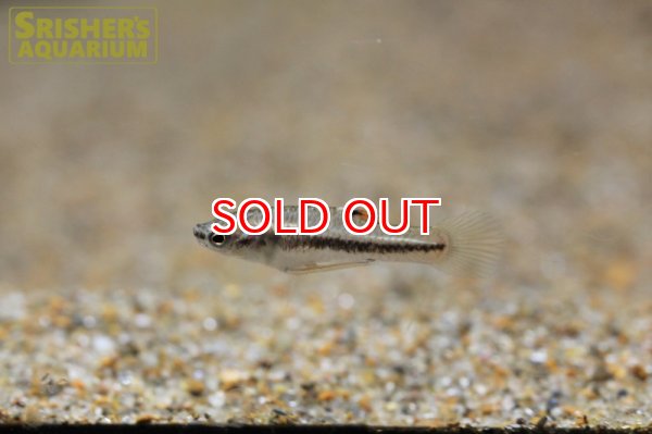 画像2: モスキートフィッシュ（ペア） (2)