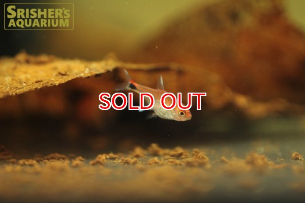 画像4: ディープレッドホタルテトラ (4)