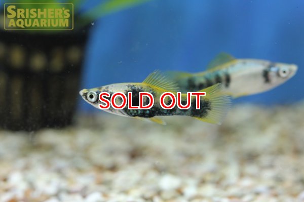 画像3: ネオンブラックソード (3)