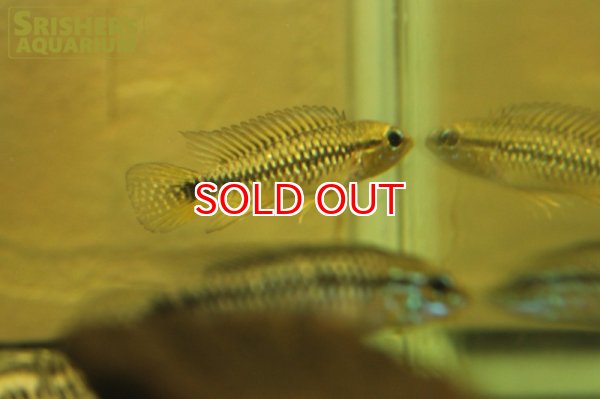 画像2: アピストグラマ プルクラ リオブランコ  WILD (ペア) (2)